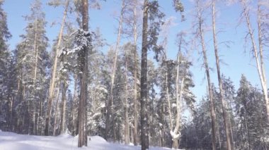Kar ve gökyüzünde uzun çam ağaçları