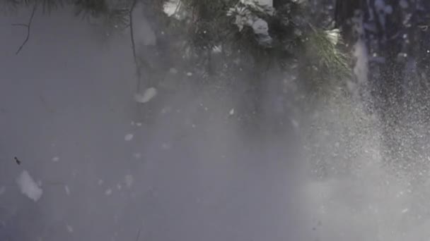 Снігові пластівці падають з сосни — стокове відео