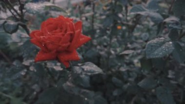 a red rose in drops of water sways in the wind