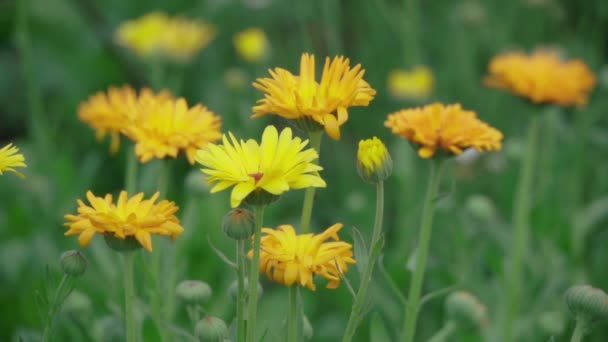 Желтые цветы качаются на ветру — стоковое видео