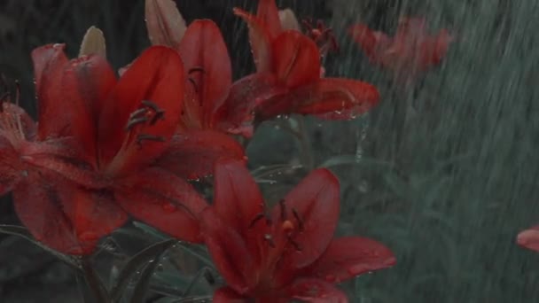 Lys rouges sous l'eau — Video