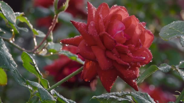 Vörös rózsa harmatcseppekkel — Stock videók