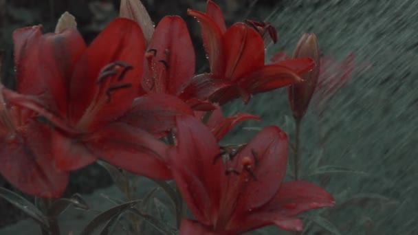 Красные лилии под водой — стоковое видео