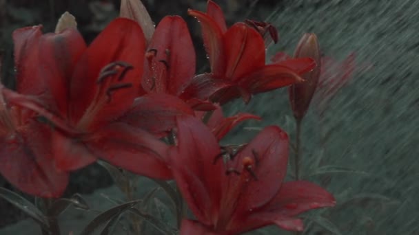 Lys rouges sous l'eau — Video