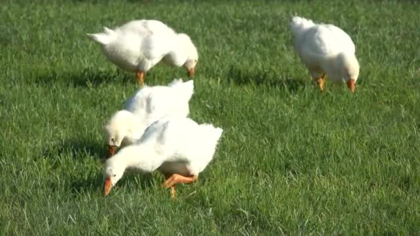 鸭子在草地上吃草 — 图库视频影像