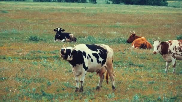 斑点奶牛在草地上吃草 — 图库视频影像