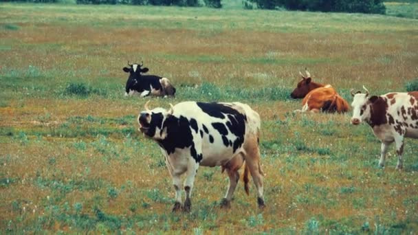 Spotted cows graze in the meadow — Stock Footage Spotted cows graze in the meadow Video Clip