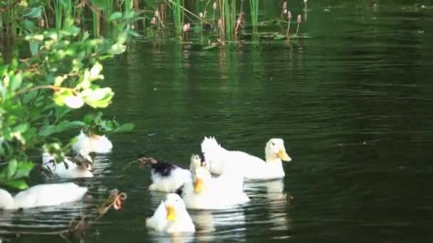 Утки плавают в реке — стоковое видео