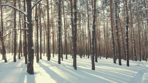 Slanke bomen in de sneeuw in het winterbos — Stockvideo