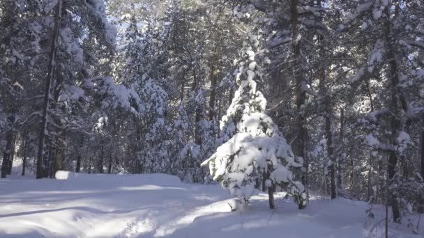 Árbol en la nieve en el bosque de invierno — Vídeos de Stock