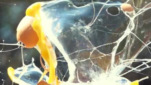 oeuf de poulet se brise d'une balle 