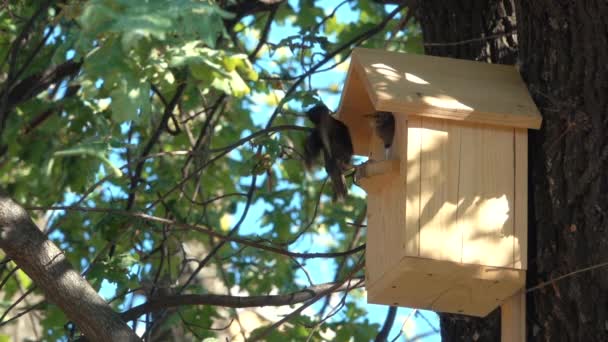 Spreeuw voedt het kuiken in het vogelhuisje — Stockvideo