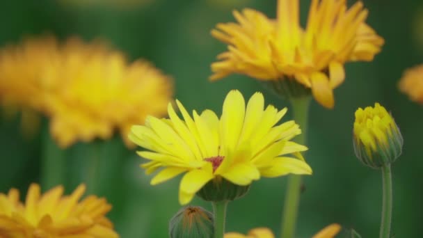 Gele bloemen zwaaien in de wind — Stockvideo