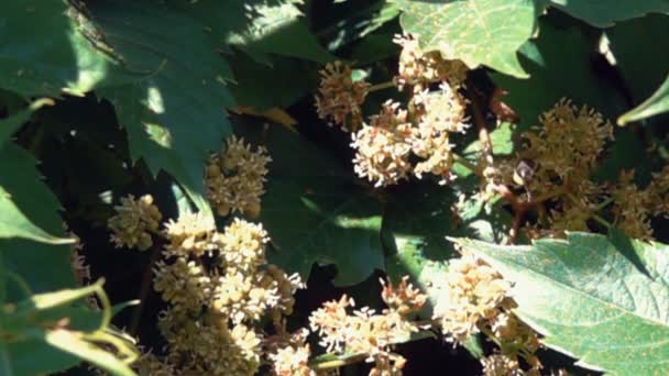 Pszczoła zapyla kwiat latem — Wideo stockowe
