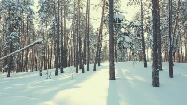 Árboles esbeltos en la nieve en el bosque de invierno — Vídeos de Stock