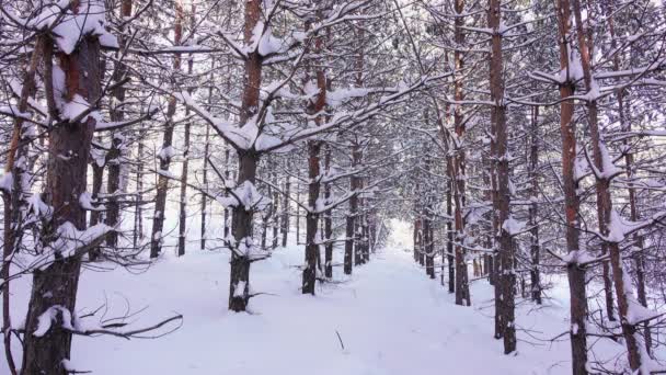 Smala träd i snön i vinterskogen — Stockvideo