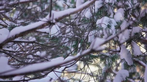 Kiefernzweige im Schnee aus nächster Nähe — Stockvideo