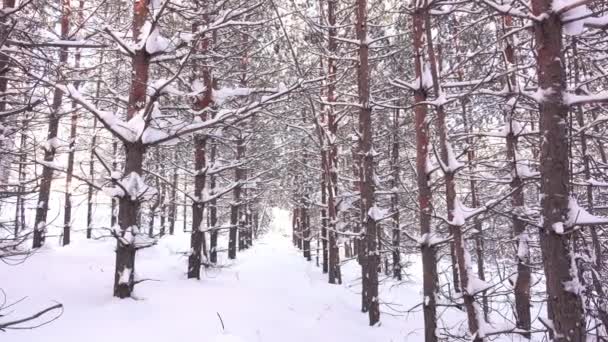 Smala träd i snön i vinterskogen — Stockvideo