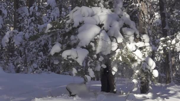 Copos de nieve que caen del pino — Vídeos de Stock