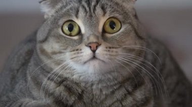 Kedi kameraya bakıyor.