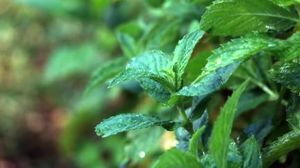 Espolvorear una hoja de menta con agua y se mueve — Vídeo de stock