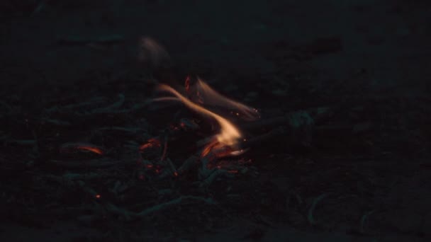 Rama de pino en el fuego quema lentamente — Vídeos de Stock