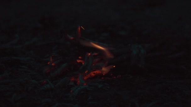 Rama de pino en el fuego quema lentamente — Vídeo de stock