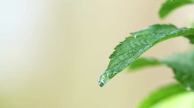 Bahçede yeşil nane yetişir ve rüzgardan yavaşça uzaklaşır.