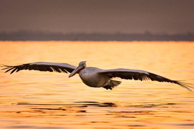 Yunanistan Kerkini gölde Dalmaçyalı pelikanlar
