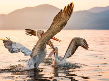 Yunanistan Kerkini gölde Dalmaçyalı pelikanlar
