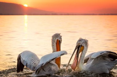 Yunanistan Kerkini gölde Dalmaçyalı pelikanlar