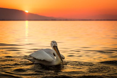 Yunanistan Kerkini gölde Dalmaçyalı pelikanlar