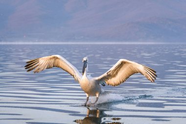 Yunanistan Kerkini gölde Dalmaçyalı pelikanlar