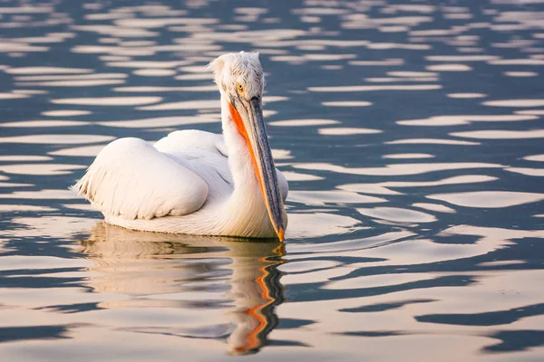 Далматинские пеликаны на озере Керкини в Греции — стоковое фото