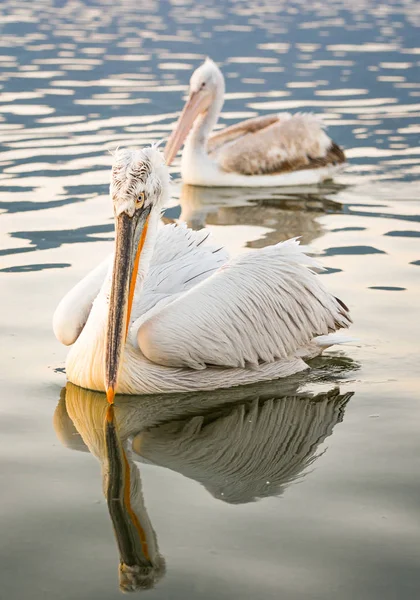 Pélicans dalmates au lac Kerkini en Grèce — Photo