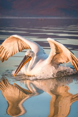 Yunanistan Kerkini gölde Dalmaçyalı pelikanlar