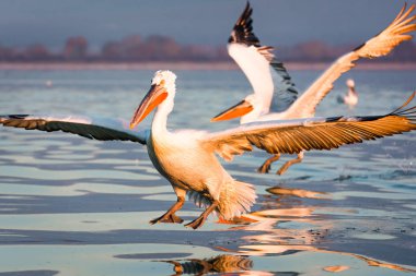 Yunanistan Kerkini gölde Dalmaçyalı pelikanlar