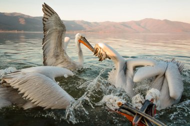 Yunanistan Kerkini gölde Dalmaçyalı pelikanlar