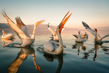Yunanistan Kerkini gölde Dalmaçyalı pelikanlar