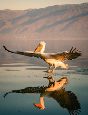 Yunanistan Kerkini gölde Dalmaçyalı pelikanlar