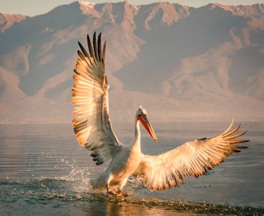 Yunanistan Kerkini gölde Dalmaçyalı pelikanlar