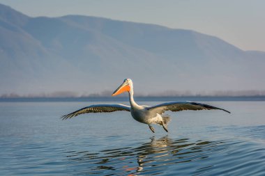 Yunanistan Kerkini gölde Dalmaçyalı pelikanlar