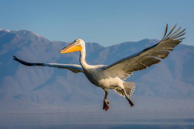 Yunanistan Kerkini gölde Dalmaçyalı pelikanlar