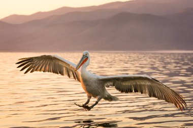 Yunanistan Kerkini gölde Dalmaçyalı pelikanlar