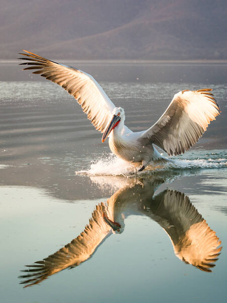 Далматинские пеликаны на озере Керкини в Греции
