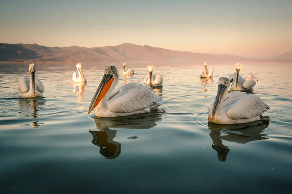 Dalmatian pelicans at Kerkini Lake in Greece