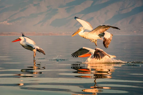 Dalmatian pelicans at Kerkini Lake in Greece