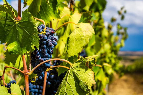 Toskana, İtalya üzüm bağları büyüyen üzüm