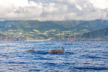 Yunuslar ve balinalar Sao Miguel Island, Azores, Portekiz izlerken