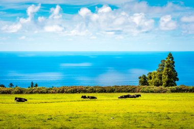 Sao Miguel Island, Azores, Portekiz bir arka plan üzerine bir Atlantik Okyanusu ile yeşil tepeler üzerinde inek